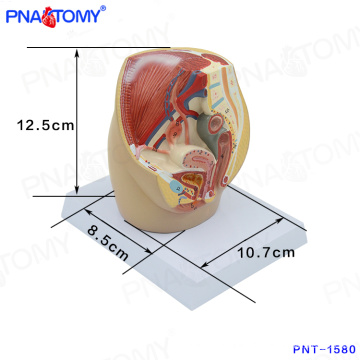 PNT-1580 mini modelo de cavidad pélvica femenina, modelo de pelvis anatómica